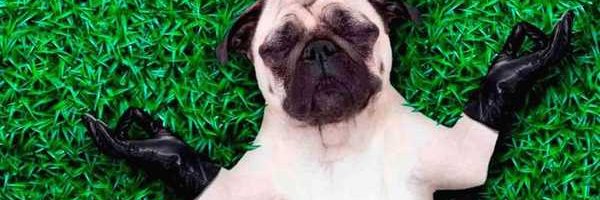 Rai_chapma's profile banner image