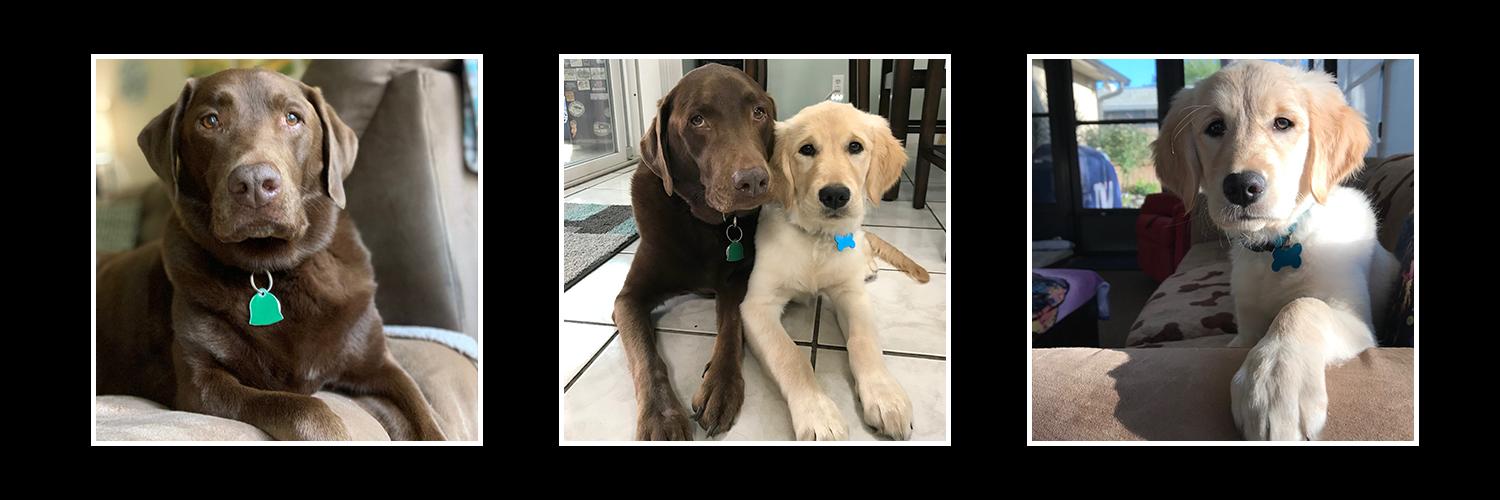 luvdogzz's profile banner image