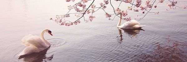 Vini banner
