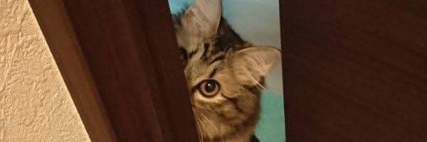 ᎯᏁᎶᎬᏝ 🪻 banner