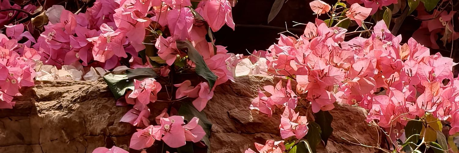 coconutinice's profile banner image