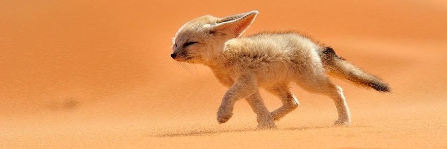 Fennec Fox banner