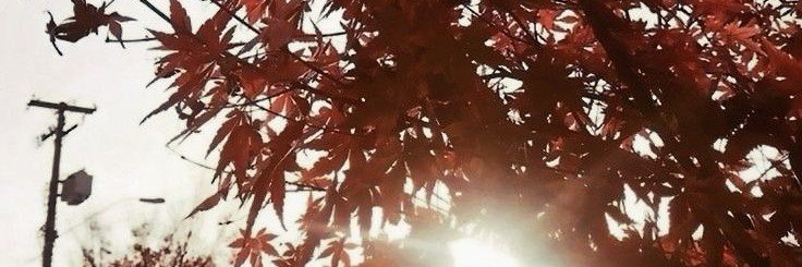 cherry`☆ banner