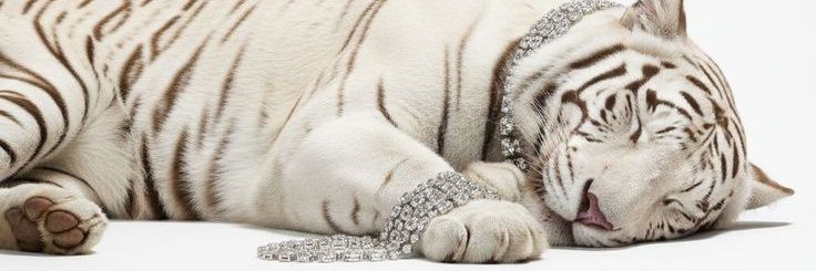 - muur 🐆 ͛ banner