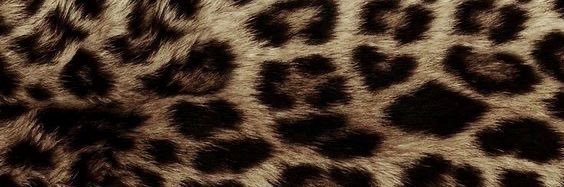 alicia ❦ banner