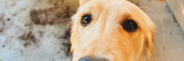 mitchdavis_8 Profile Banner