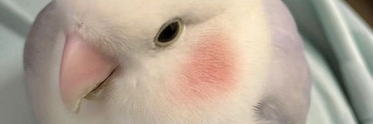 janee | fsr on wa | olah data, krs, tugas ^^ banner