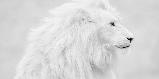 StevenDiCenzo's profile banner image