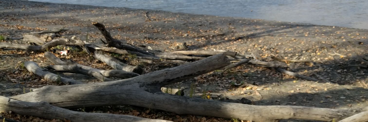 JustPetie's profile banner image