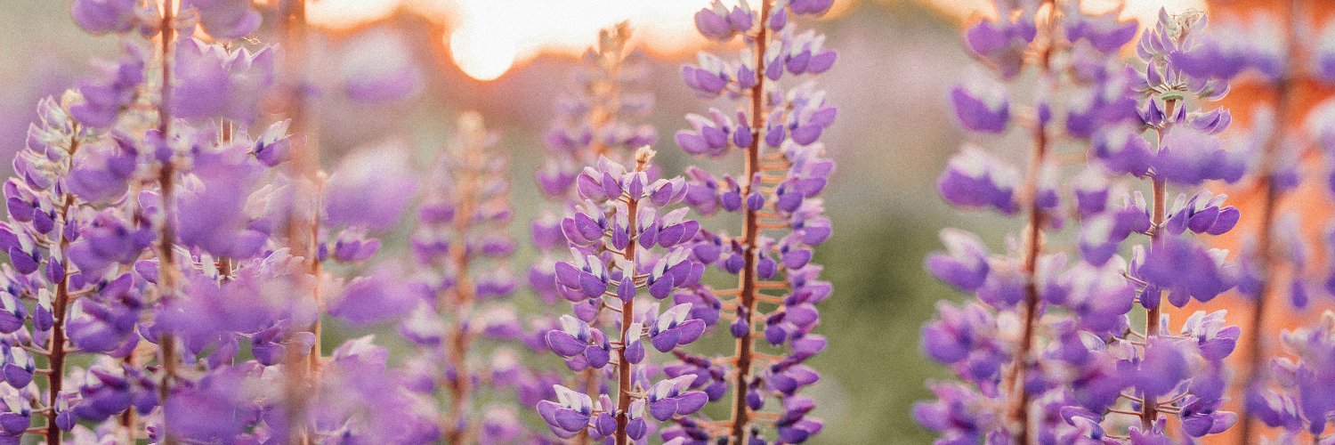 trishsissons's profile banner image