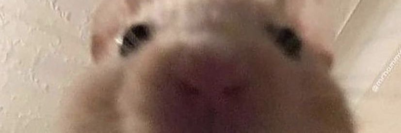 からだにぴーす banner