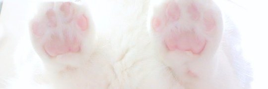 bolinho de arroz com formato de gatinho 🍙 banner