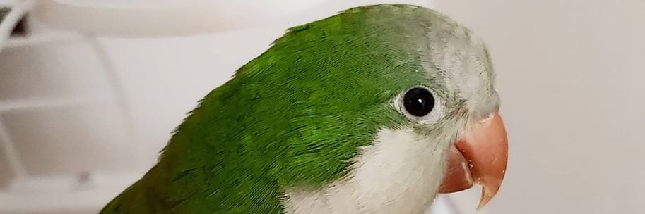Averebely banner