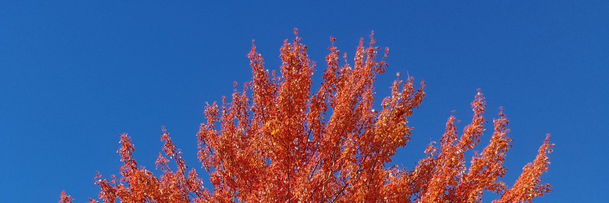 Terry Mulcahy banner