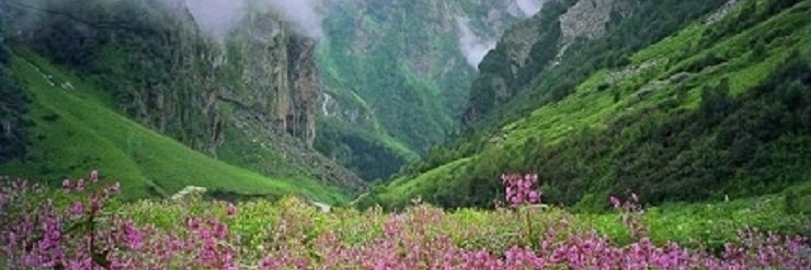 Chris Collins banner