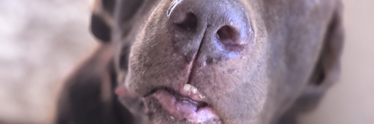 Bruunoigor_'s profile banner image