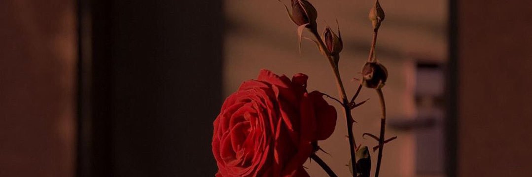 Fhkockskov's profile banner image