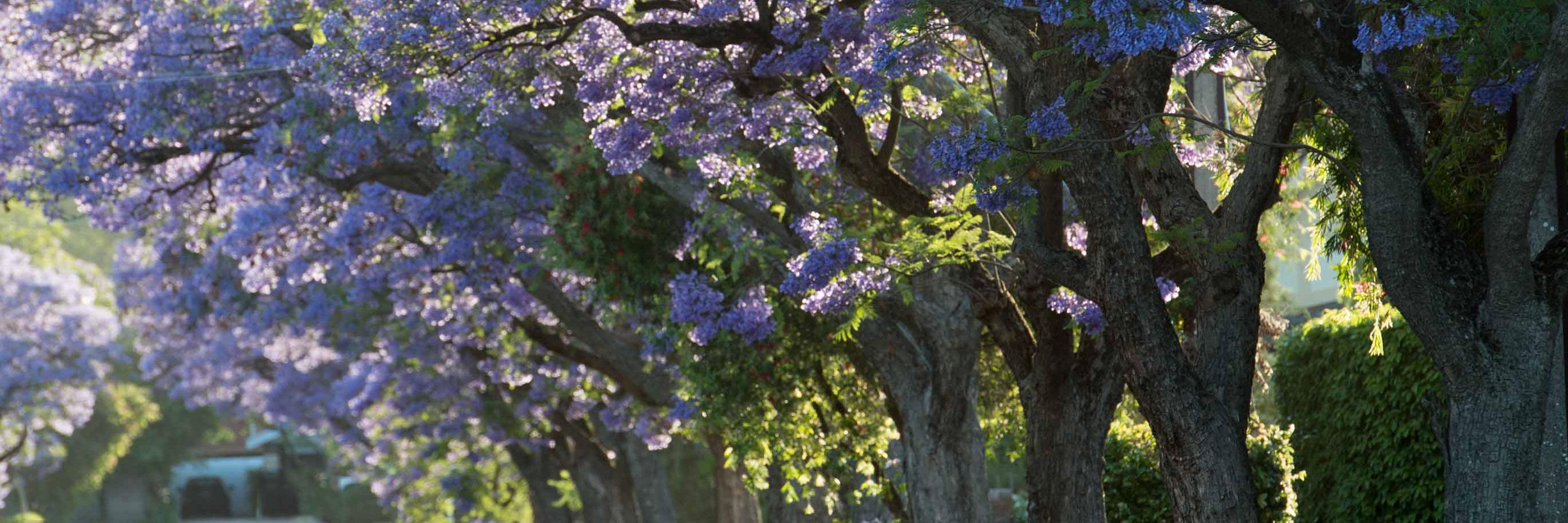 City of Burnside banner