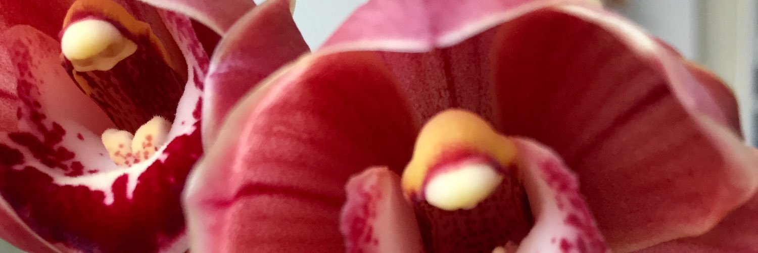 silsauer's profile banner image