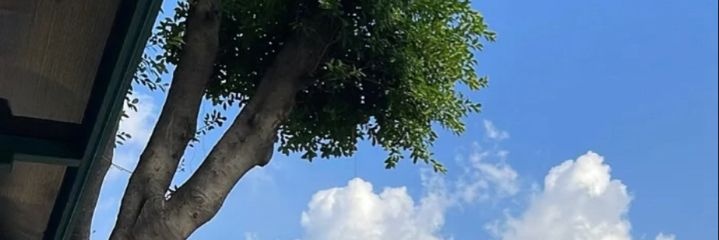 olive freetag banner