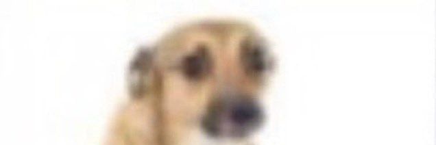 Timely Bjørn banner