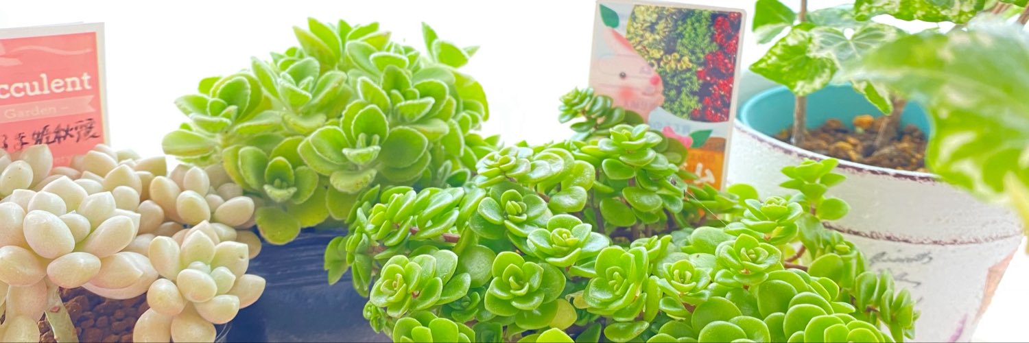 hamia_succulent's profile banner image