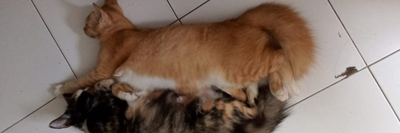 ivan setiawan banner