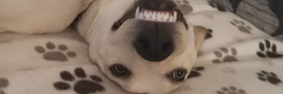 NickyDogTrainer's profile banner image