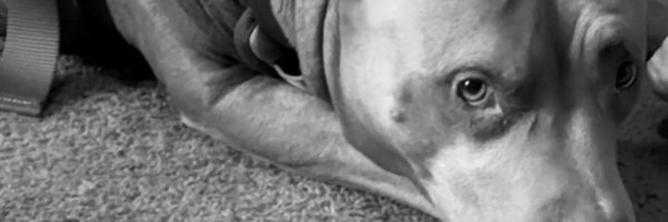 teksquisite Profile Banner