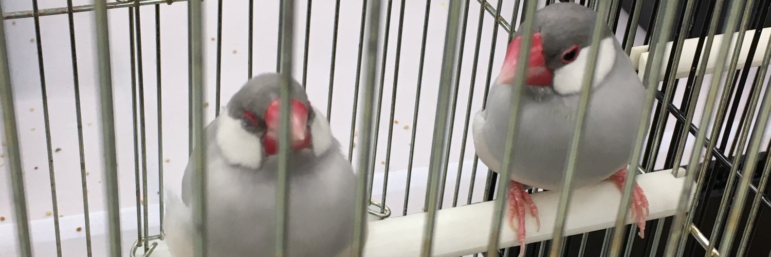 Liberdale's profile banner image