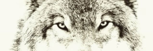 wasp617's profile banner image