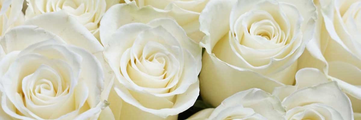 nancyuche_'s profile banner image