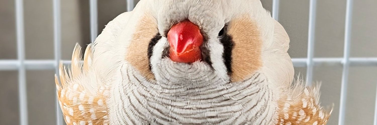 Valentine😹🐥 banner