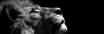 dogupakkan's profile banner image