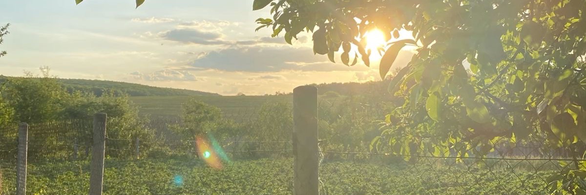 miss winona ladybug banner