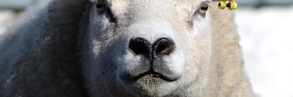 Robert Carruth banner