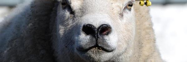 BobtheNFUSBlog Profile Banner