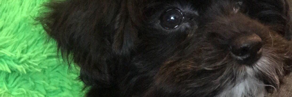 aay_qtip's profile banner image