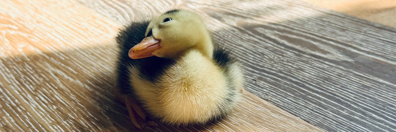 Dinky Duckling banner