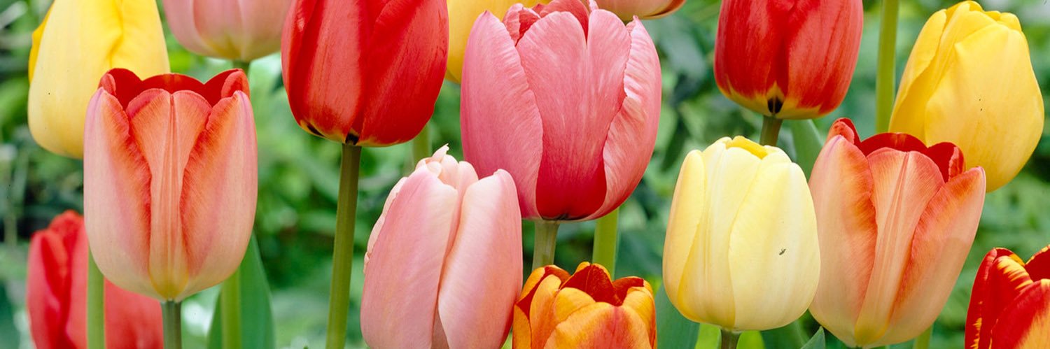 Smiley Lili ✨ banner