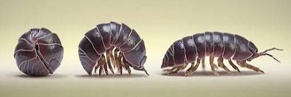 BuyNoEvil Profile Banner