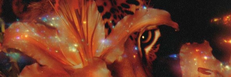 𝓷𝓲𝓪🔆 banner