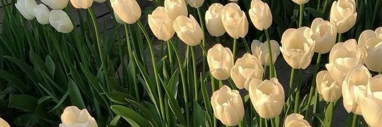 ⟡ suiehelps—price starts @ ₱59 (until 05/01 only) banner