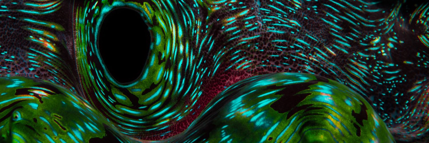 sryter's profile banner image