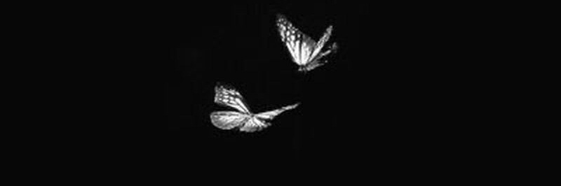 FIN FIN banner