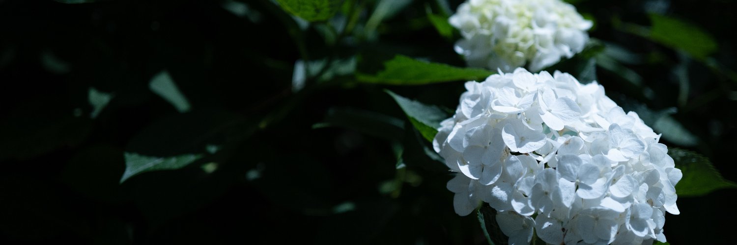 お蛇🐍 banner