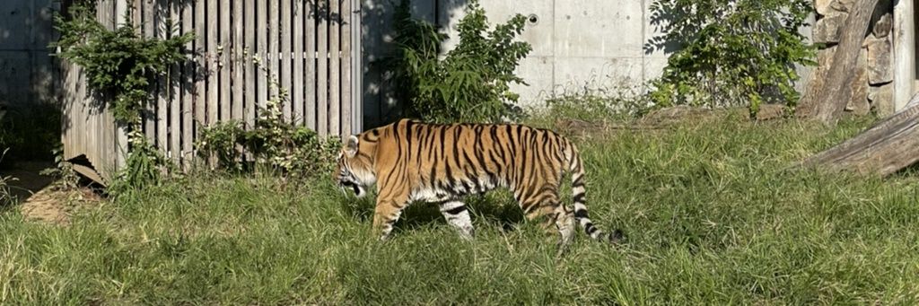 ちたま🐅🌸🌍️🥚 banner