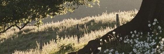 𝕎 banner