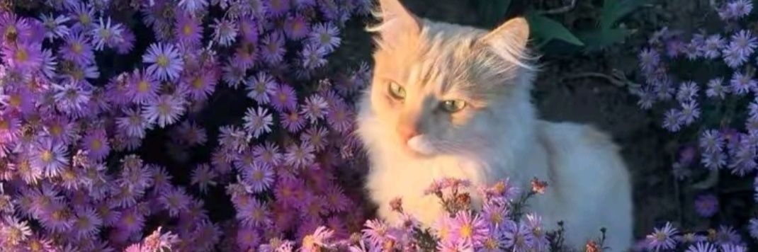 Bloom568219's profile banner image