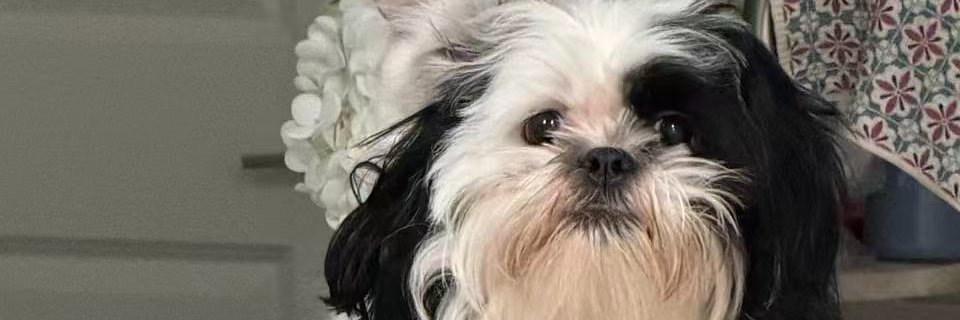 HUGO CTO banner